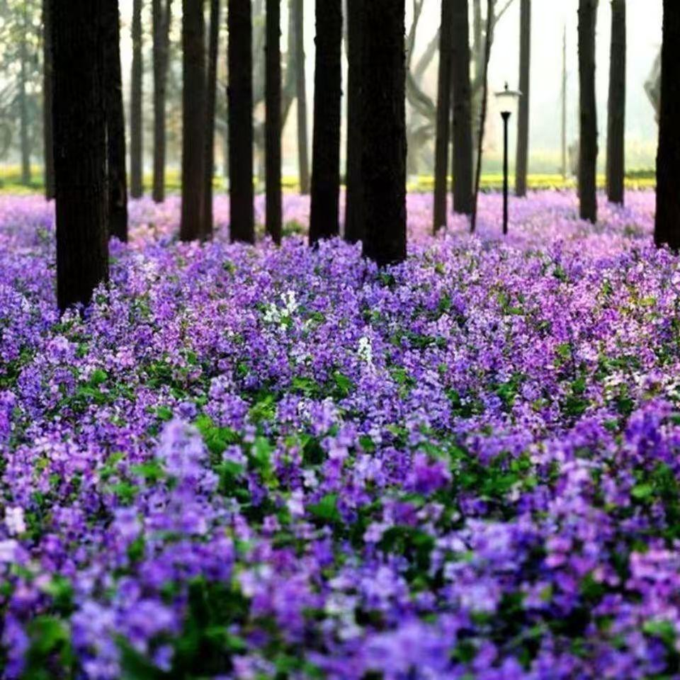 💜Februarska semena orhidej | Infinity Purple Sea-SI