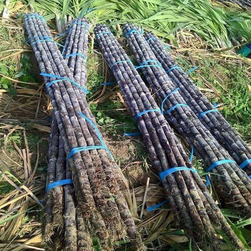 🌱 Didelio derlingumo cukranendrių sėklos – lengvai auginamos ir išgyvena, puikiai tinka sodinti vaisius namuose-LT