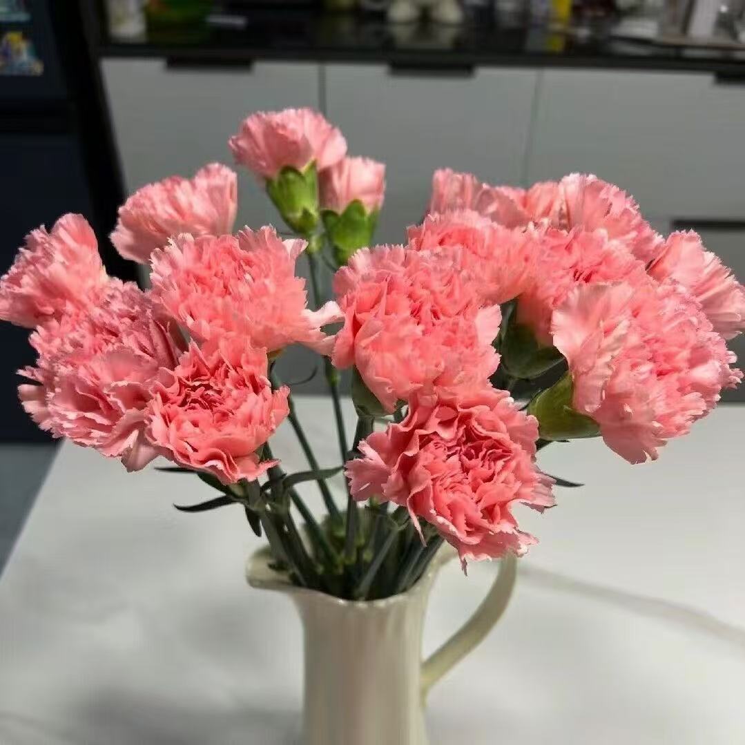 Kvapnus sodo žavesys – auginkite klasikinius gvazdikus, kurie daro įspūdį kiekvieną sezoną🌺-LT