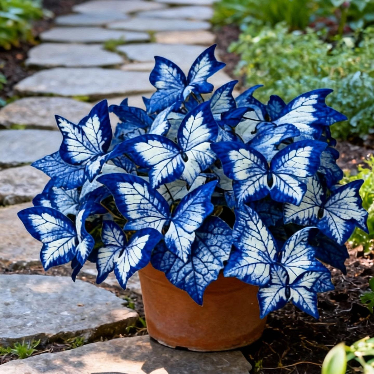 ✨Lengvai auginamos sėklos – drugelių gėlės gyvam sodui-LT