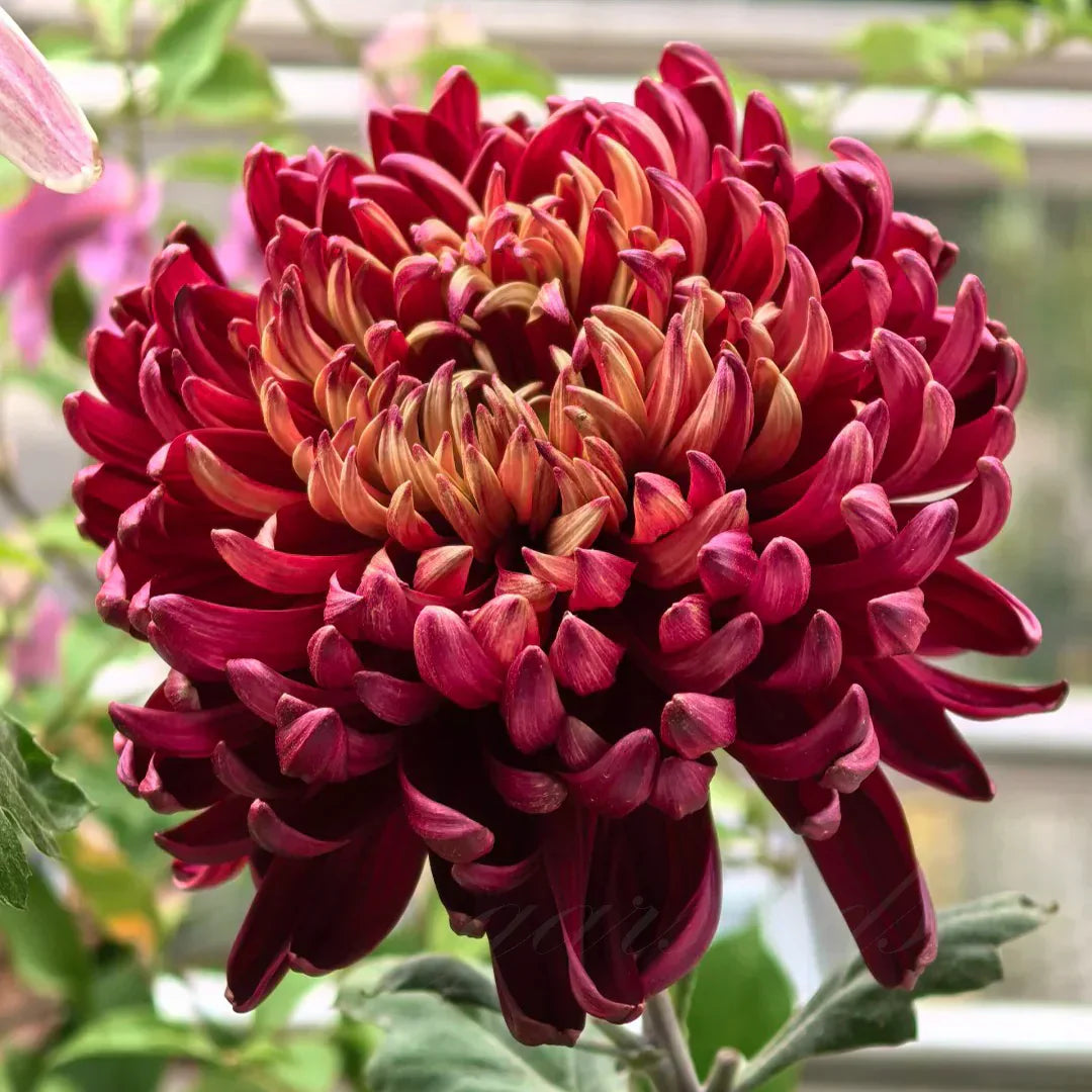 🌺Flor de la Elegancia🌼Semillas de Crisantemo Gigante-ES