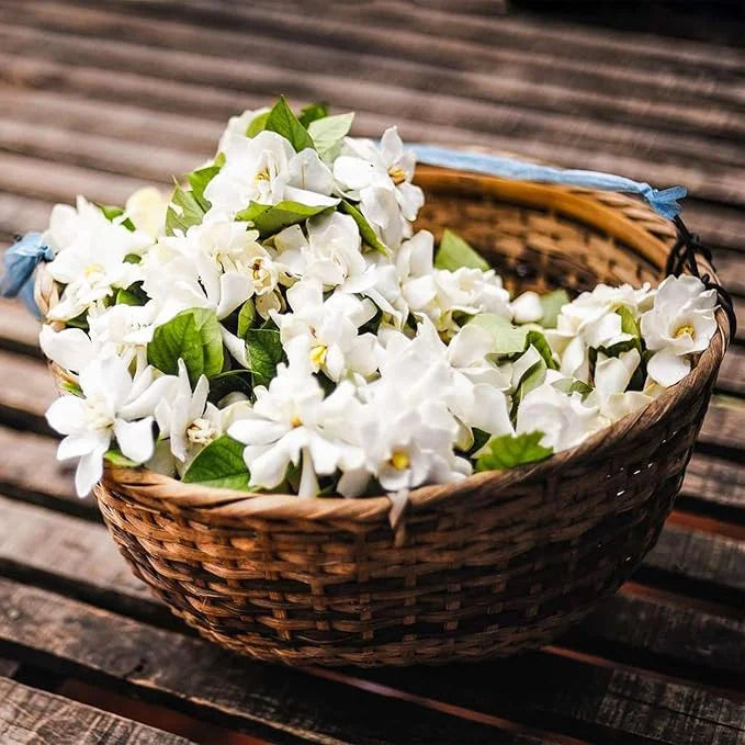 ÚLTIMO DÍA Promoción 35% DE DESCUENTO 🌸 Planta de jazmín en maceta (🌱Supervivencia garantizada: reemplazos gratuitos🌿)-ES
