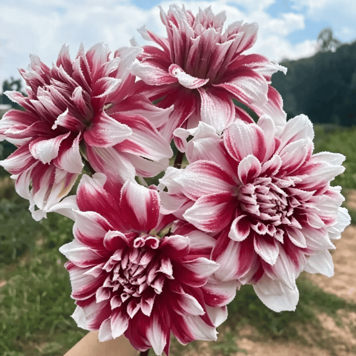 Vrtne dalije - sjemenke koje privlače pažnju - veliki, šareni cvjetovi-HR