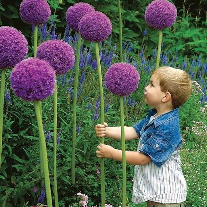 Allium Giganteum dekoratyvinis svogūnų žiedas-LT