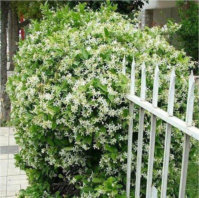 ÚLTIMO DÍA Promoción 35% DE DESCUENTO 🌸 Planta de jazmín en maceta (🌱Supervivencia garantizada: reemplazos gratuitos🌿)-ES