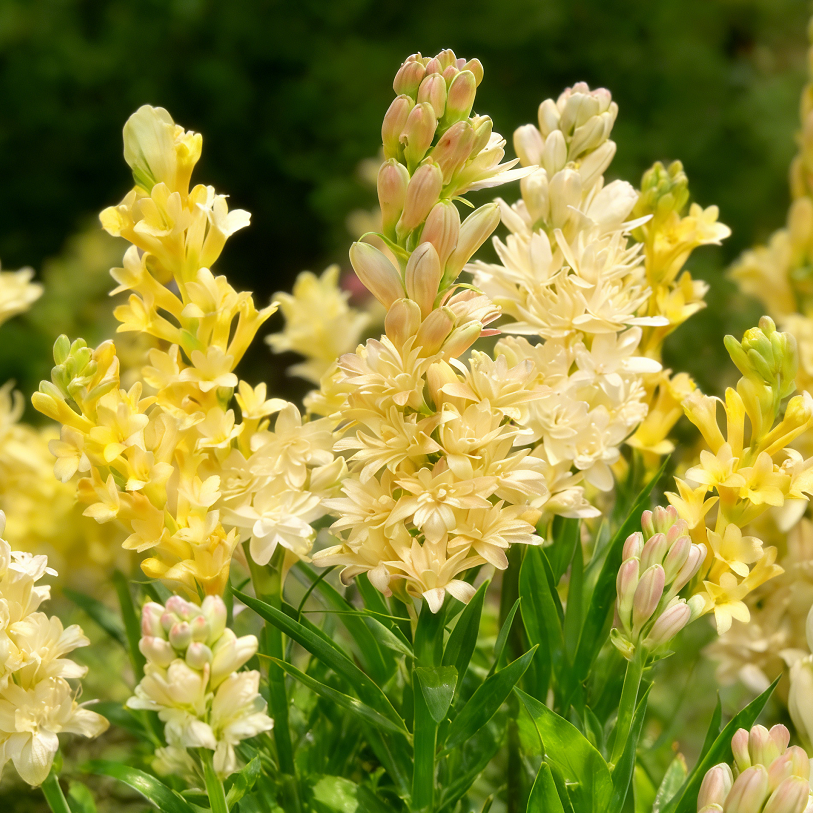 🌺Dvojno odišavljene čebulice tuberoze – Moon Garden Flower-SI
