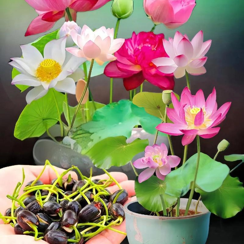 💮Σπόροι Midnight Purple Lotus-GR
