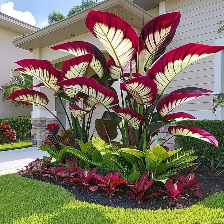 Bulbos de Alocasia Zafiro del Norte - Gigantes🍃 Transforma tu espacio con majestuosidad tropical-ES