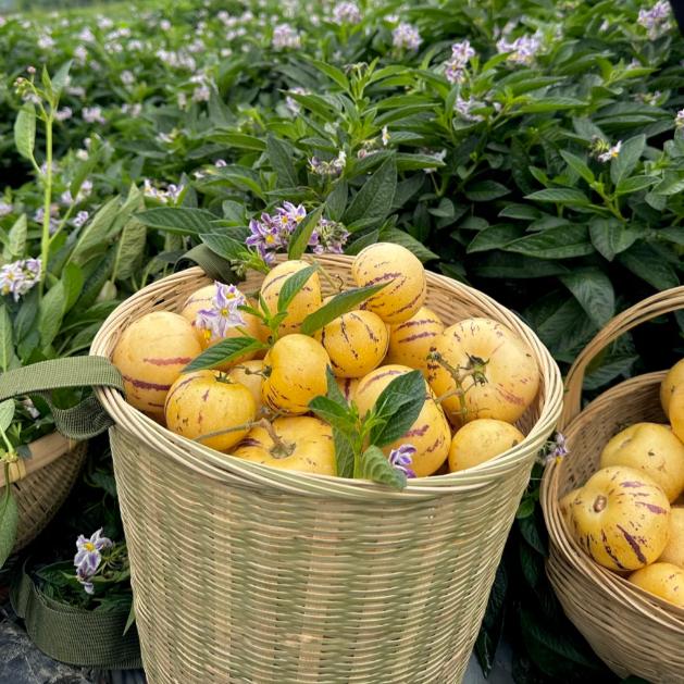 Voće ginsenga Pepino Sjemenke dinje-Solanum Muricatum-HR