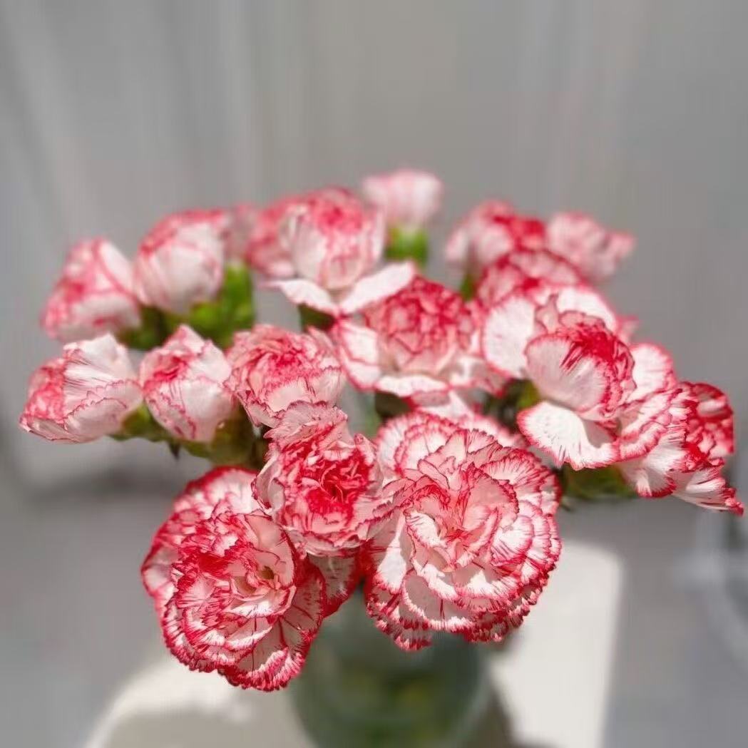 Kvapnus sodo žavesys – auginkite klasikinius gvazdikus, kurie daro įspūdį kiekvieną sezoną🌺-LT