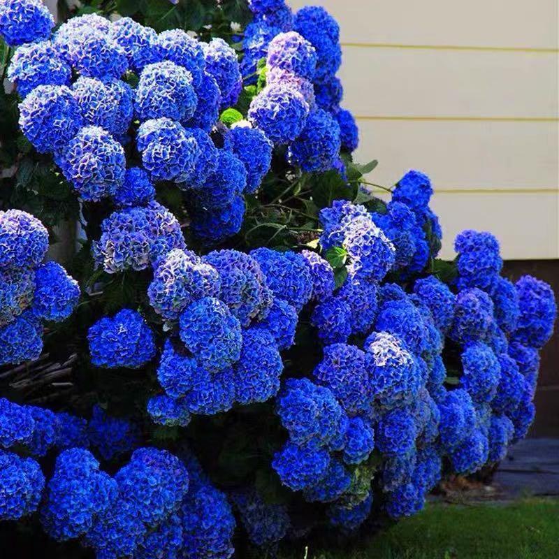 Semillas de hortensia: descubre la belleza de la naturaleza-ES