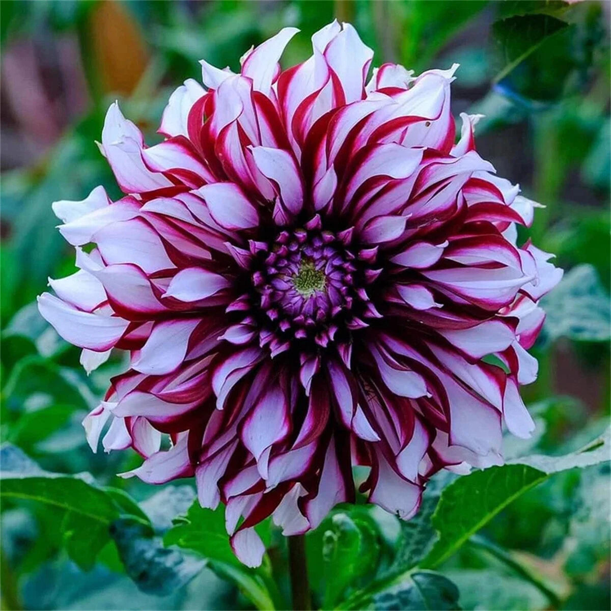 Reti dvigubi jurginai – drąsios gėlės, kurių paprasti sodai niekada nebūna-LT