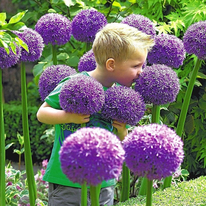 Allium Giganteum dekoratyvinis svogūnų žiedas-LT