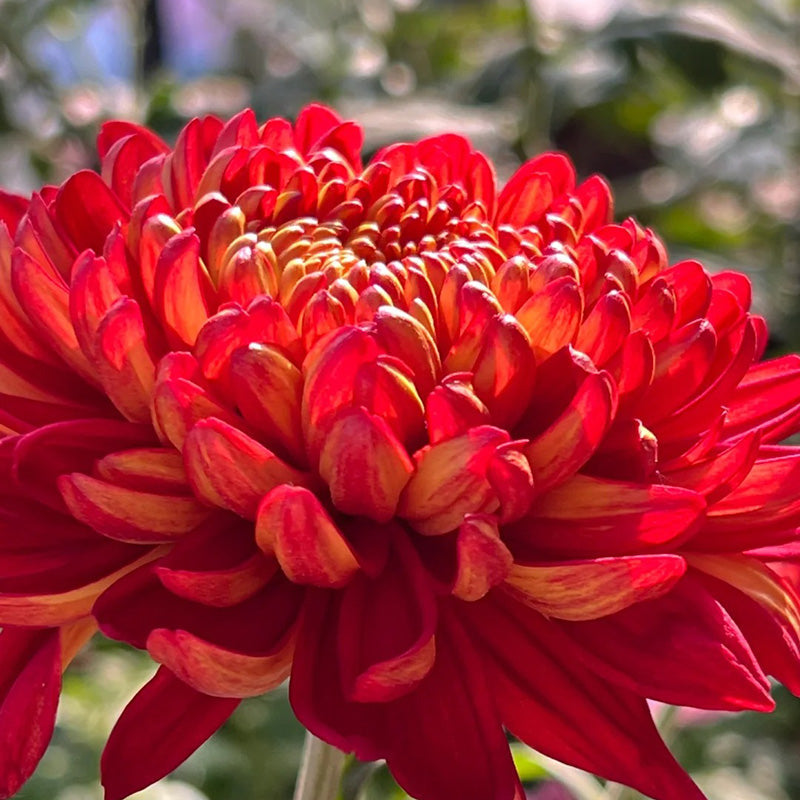 🌺Flor de la Elegancia🌼Semillas de Crisantemo Gigante-ES