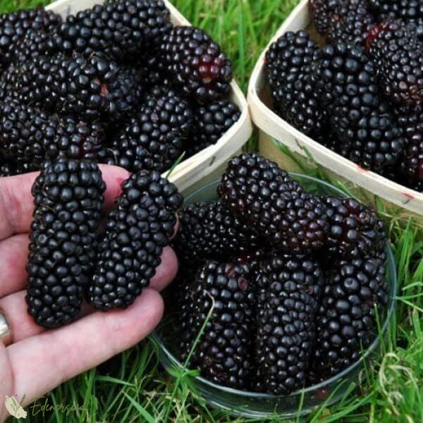Semillas de mora gigante dulce-ES