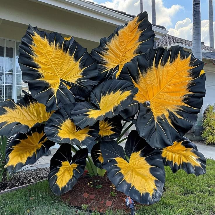 Bulbos de Alocasia Zafiro del Norte - Gigantes🍃 Transforma tu espacio con majestuosidad tropical-ES