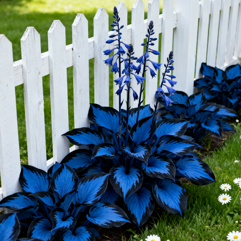🔥 Bulbos de Hosta Azul Marino 🪴 Hojas azul oscuro, fáciles de cultivar-ES