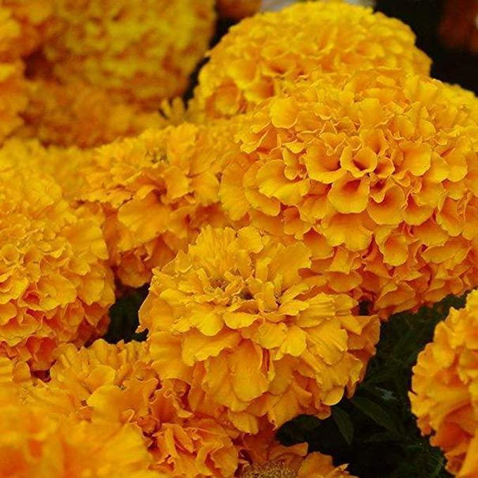 Semillas de hortensia: descubre la belleza de la naturaleza-ES
