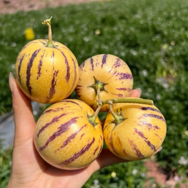 Voće ginsenga Pepino Sjemenke dinje-Solanum Muricatum-HR