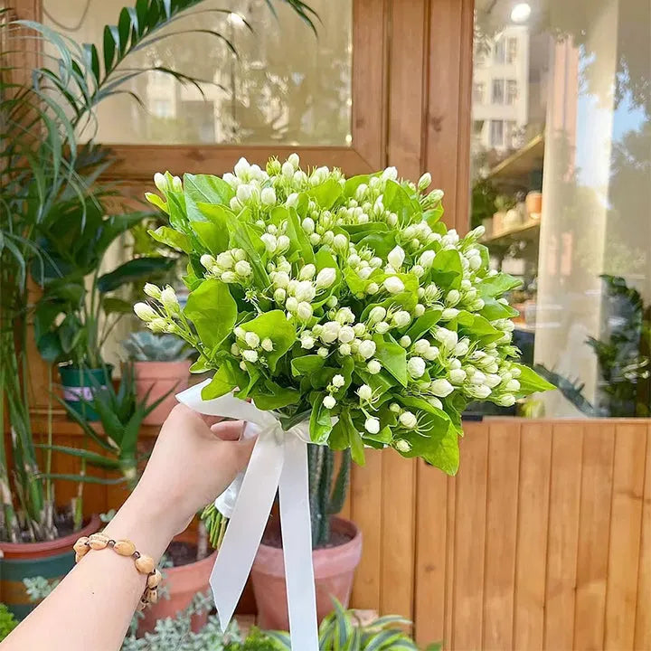 ÚLTIMO DÍA Promoción 35% DE DESCUENTO 🌸 Planta de jazmín en maceta (🌱Supervivencia garantizada: reemplazos gratuitos🌿)-ES