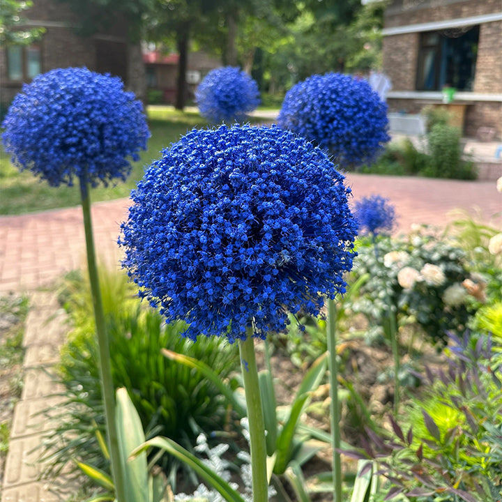 Allium Giganteum dekoratyvinis svogūnų žiedas-LT