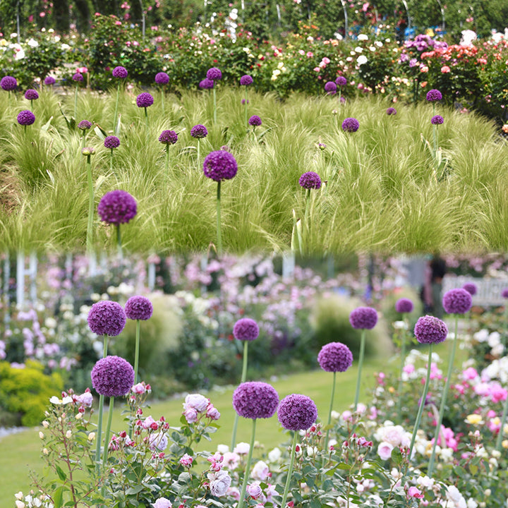 Allium Giganteum dekoratyvinis svogūnų žiedas-LT