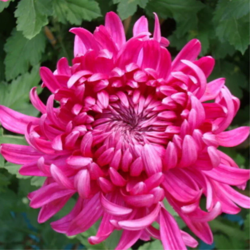 🌺Flor de la Elegancia🌼Semillas de Crisantemo Gigante-ES