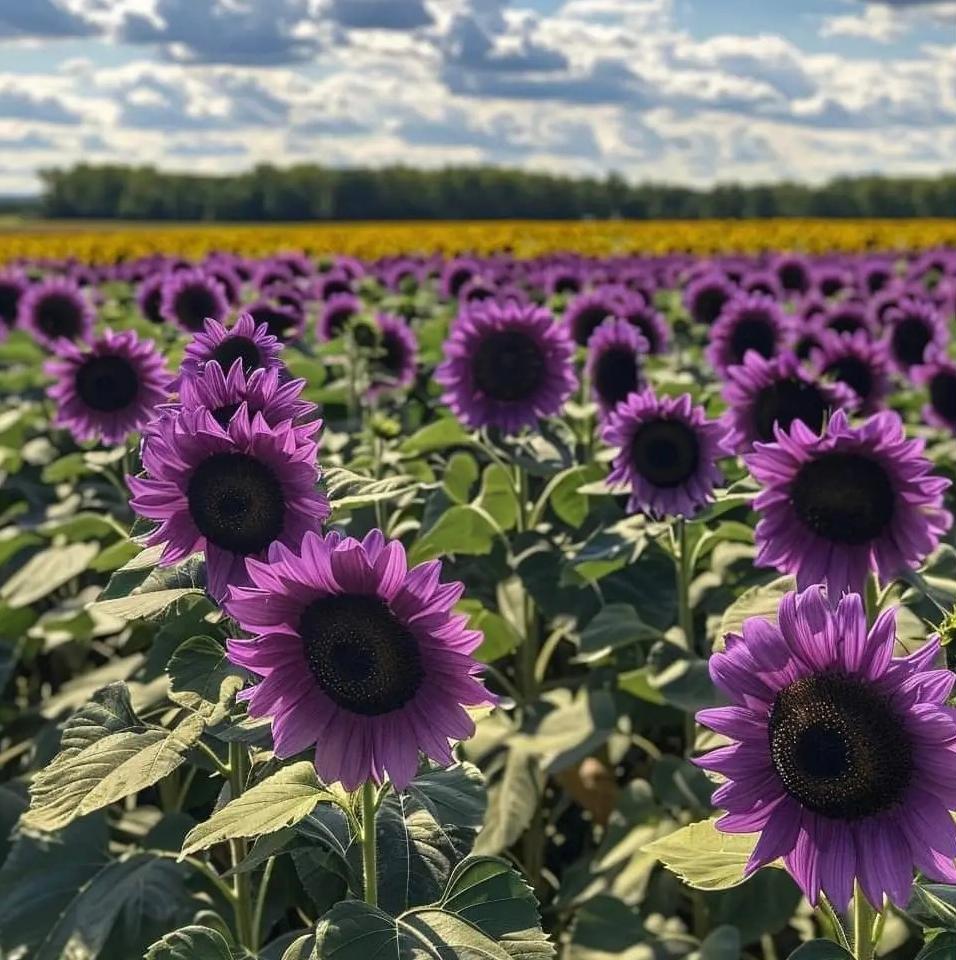 Zadnjih 8.000 semen 💜 Velikanska sončnična semena Midnight Sun 🌻 Redka sorta, ki zraste več kot 2,4 m-SI