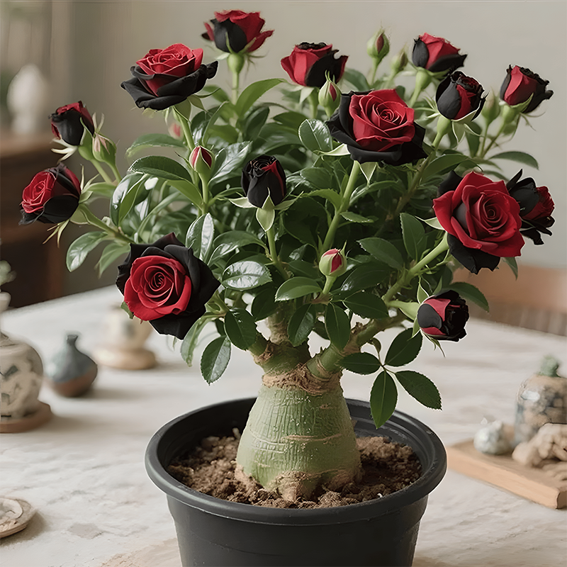 🌵🌺Dykumų rožių svogūnėliai-LT