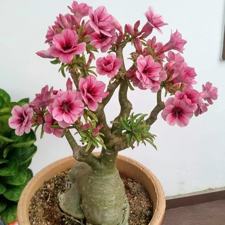 🎁Čebulice puščavskih vrtnic🌵Zelo enostavne za nego! 🌸Čebulice Adenium Obesum-SI