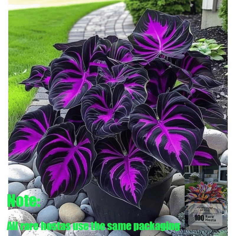 🌿 Redke čebulice hoste🎁 Posebna ponudba 2025-SI