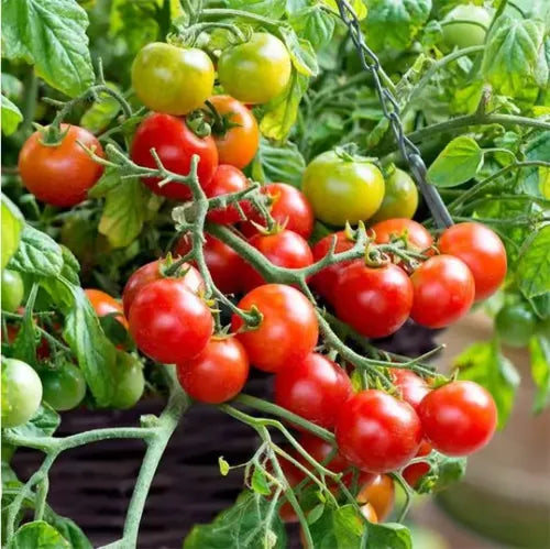 🍅🍅Semillas de tomates enanos en macetas-ES