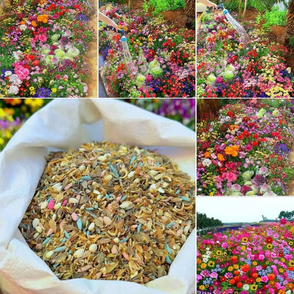🔥💝Una selección de 40 semillas de plantas perennes de alta calidad, adecuadas para la siembra de otoño.-ES