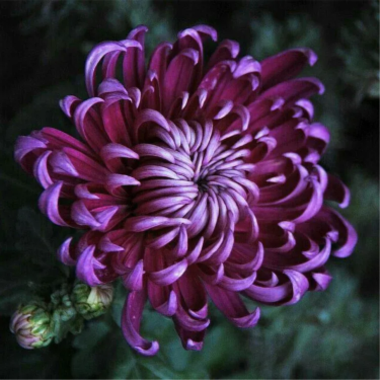 🌺Flor de la Elegancia🌼Semillas de Crisantemo Gigante-ES