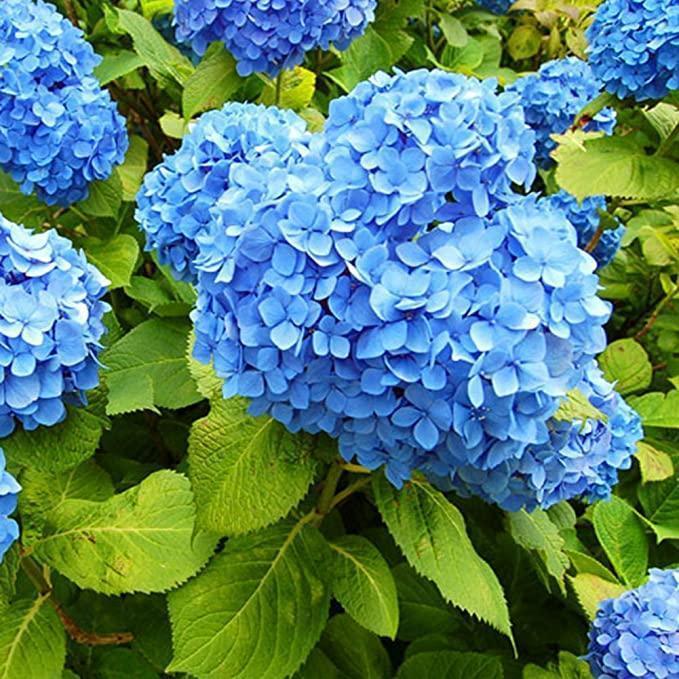 Semillas de hortensia: descubre la belleza de la naturaleza-ES