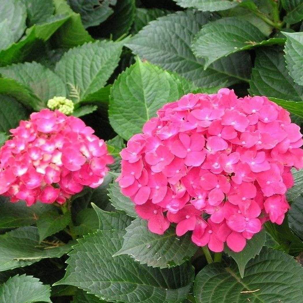 Semillas de hortensia: descubre la belleza de la naturaleza-ES