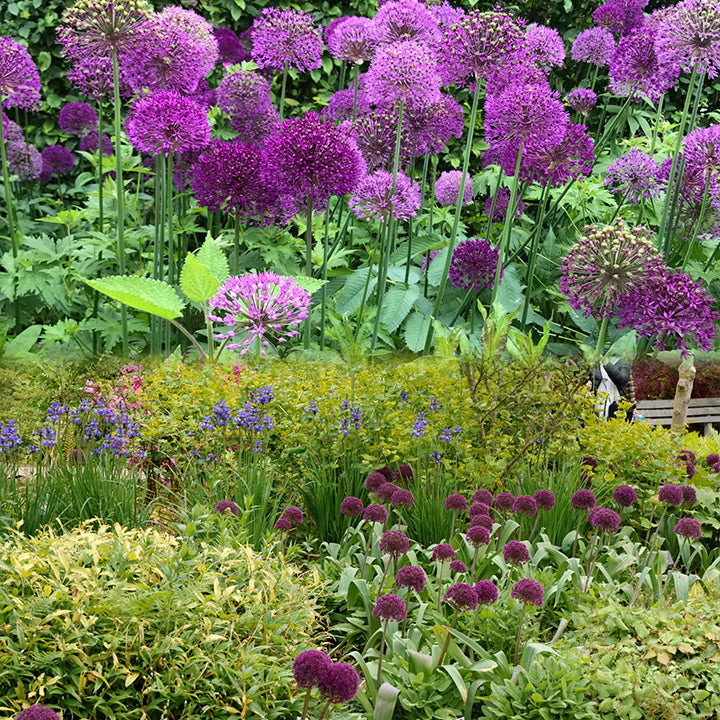 Allium Giganteum dekoratyvinis svogūnų žiedas-LT