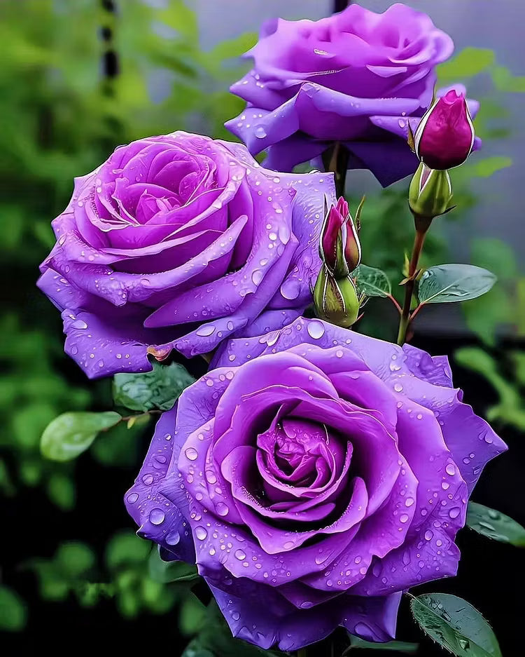🟣 Una planta rara con una rosa de color púrpura oscuro: un arbusto perenne vivo.-ES