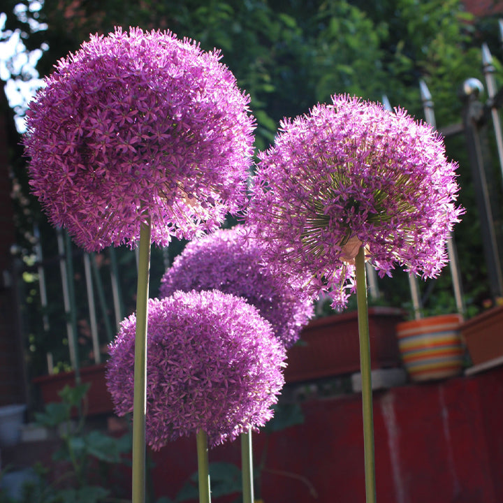 Allium Giganteum dekoratyvinis svogūnų žiedas-LT