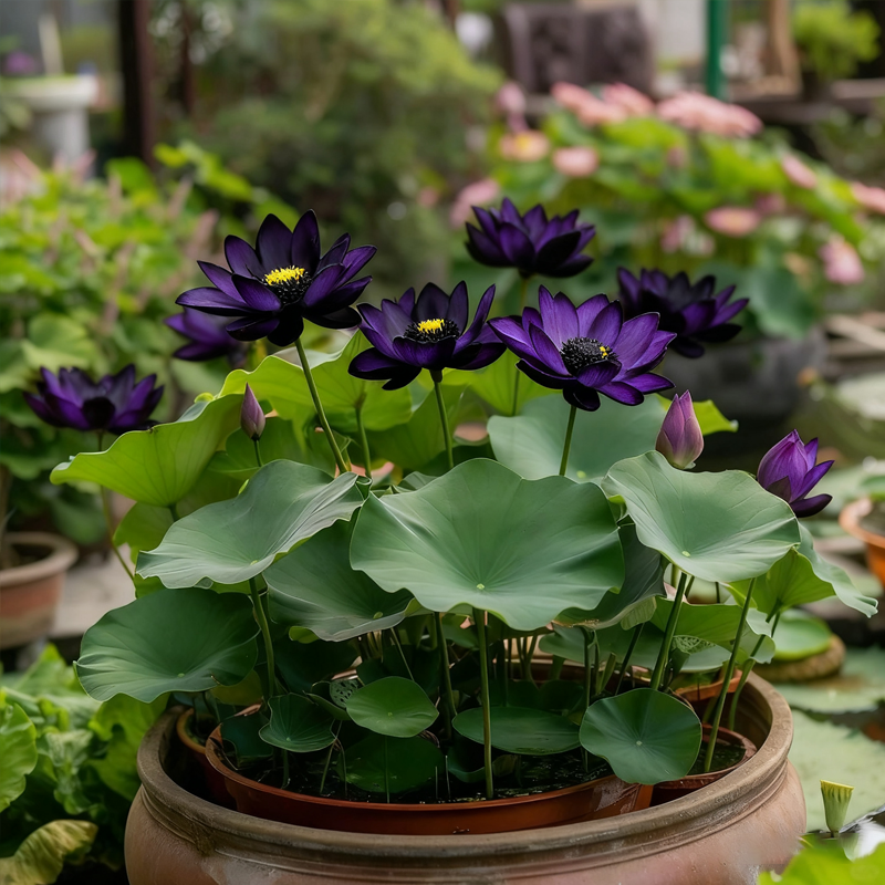 💮Σπόροι Midnight Purple Lotus-GR