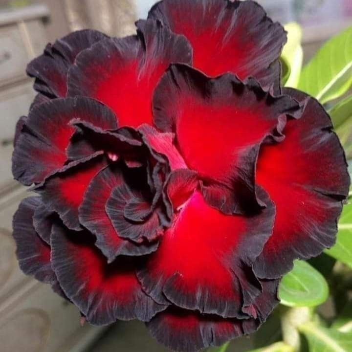 🎁Čebulice puščavskih vrtnic🌵Zelo enostavne za nego! 🌸Čebulice Adenium Obesum-SI