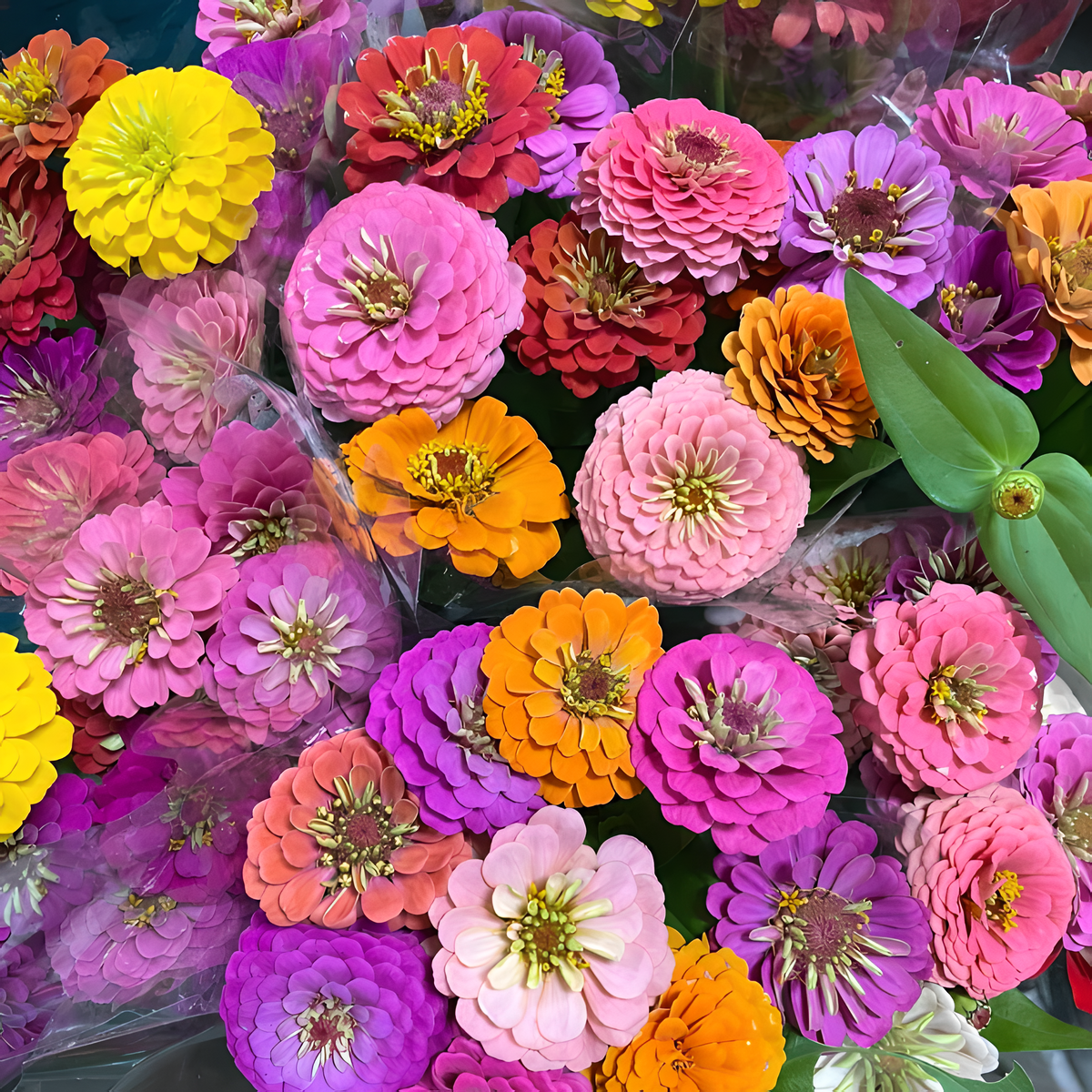 🌺 Semillas de zinnia doble en colores surtidos-ES
