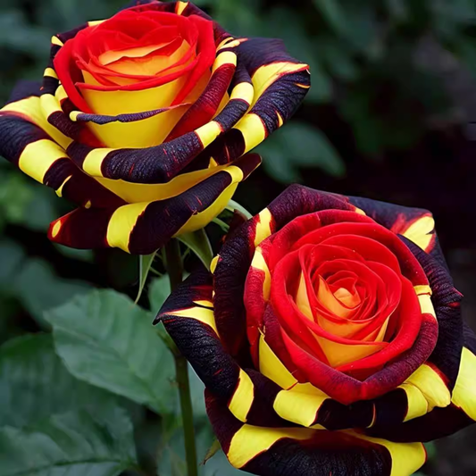 Rosa rara 'Firebird' - Flor del amor--ES