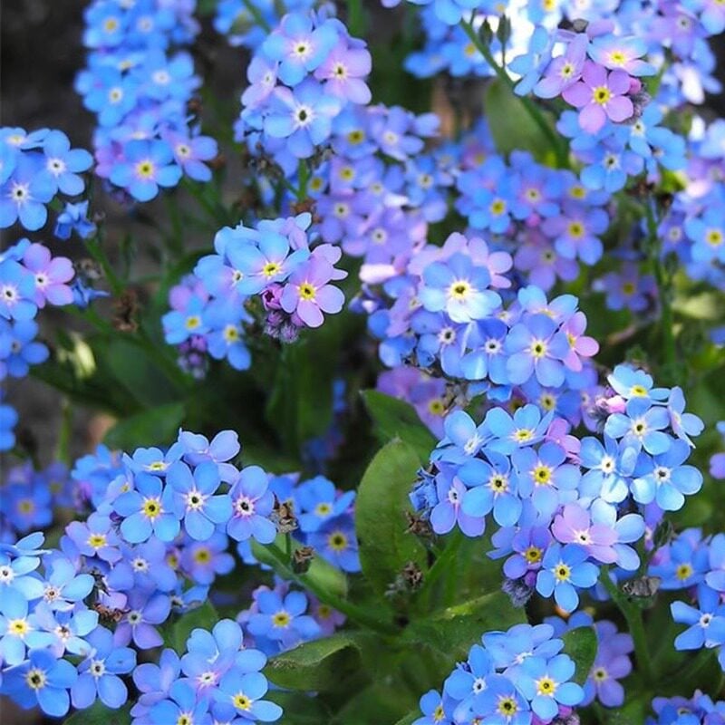 Semena modre spominske pozabljice – kakovostno preizkušeno cvetje za podeželski vrt 🌿💙-SI