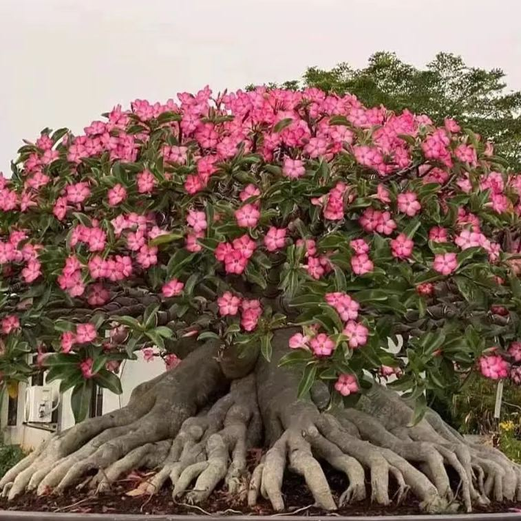 🎁Čebulice puščavskih vrtnic🌵Zelo enostavne za nego! 🌸Čebulice Adenium Obesum-SI