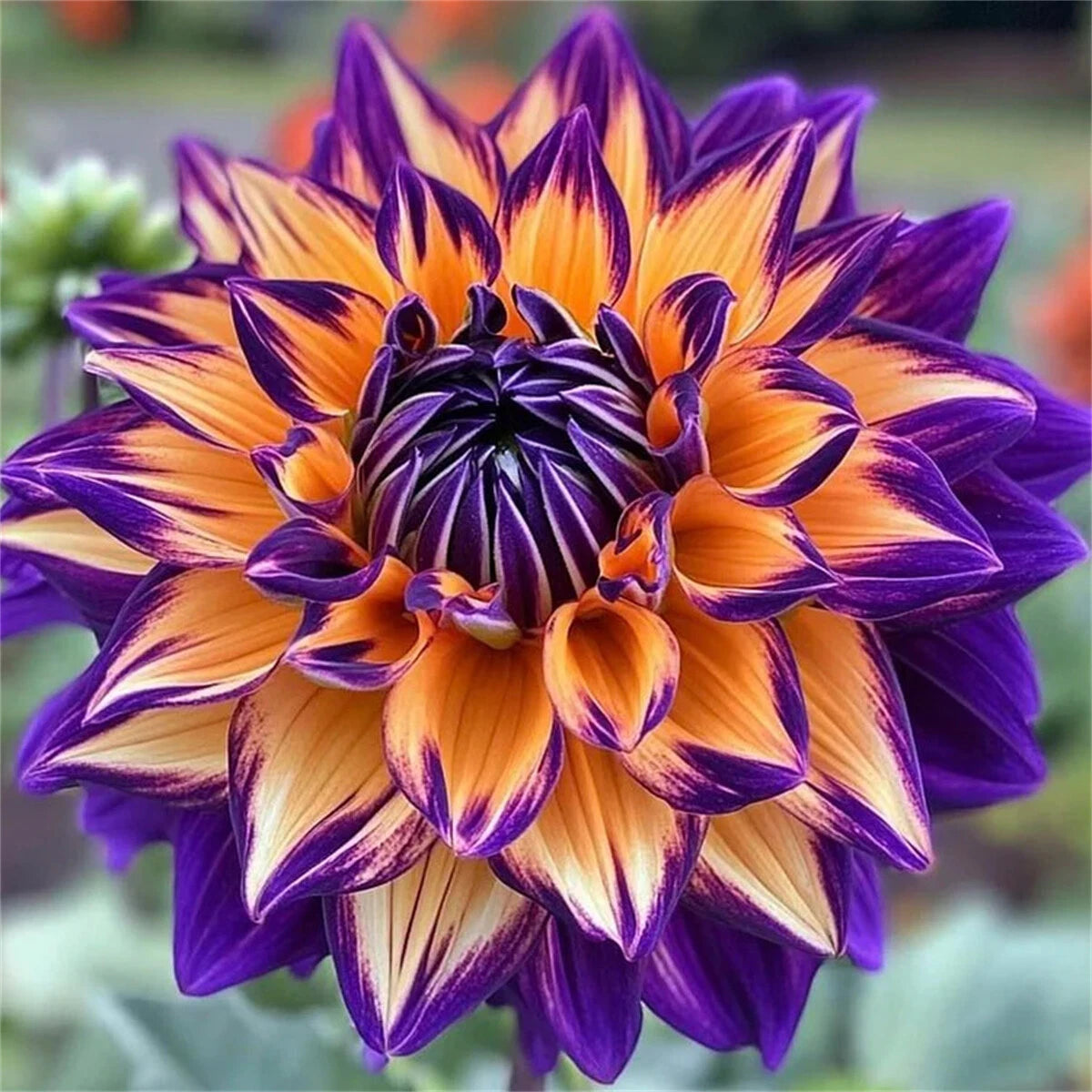 🌸Dalias dobles raras: flores únicas que nunca se encuentran en jardines comunes-ES