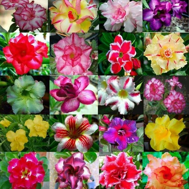 🎁Čebulice puščavskih vrtnic🌵Zelo enostavne za nego! 🌸Čebulice Adenium Obesum-SI