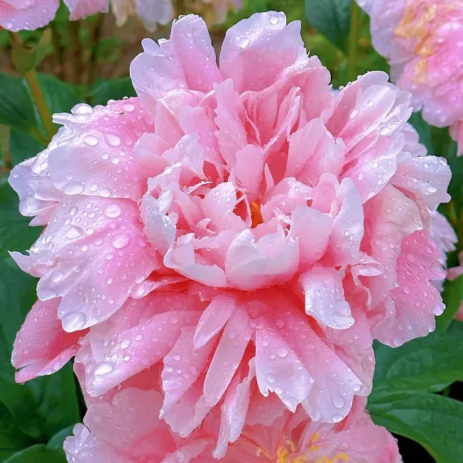 🔥PASKUTINĖ DIENA 45% NUOLAIDA🌺GĖLIŲ KARALIENĖ - DVIGUBA PUTŲ FORMA-LT