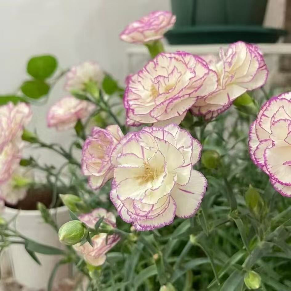 Kvapnus sodo žavesys – auginkite klasikinius gvazdikus, kurie daro įspūdį kiekvieną sezoną🌺-LT
