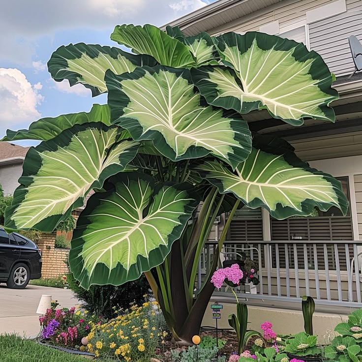 Bulbos de Alocasia Zafiro del Norte - Gigantes🍃 Transforma tu espacio con majestuosidad tropical-ES
